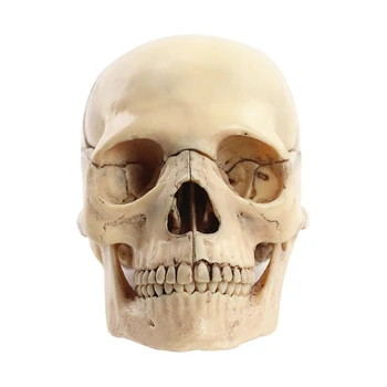 -череп човешко тяло модел 1: 2 за студент преподаване проучване сглобяване модел лесен за използване основен цвят