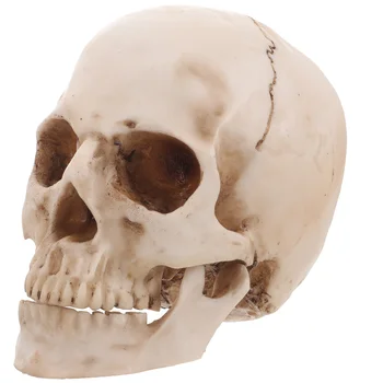 Черепи, изглеждащи черепи 1: 1 Human for Bar Home Декорация на маса